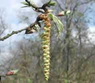 Cliquez sur cette image pour obtenir des informations sur cette plante