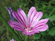 Cliquez sur cette image pour obtenir des informations sur cette plante