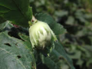 Cliquez sur cette image pour obtenir des informations sur cette plante
