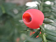 Cliquez sur cette image pour obtenir des informations sur cette plante