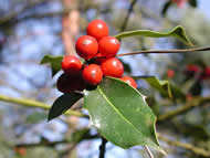 Cliquez sur cette image pour obtenir des informations sur cette plante