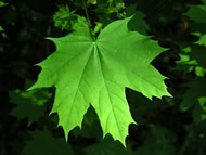 Cliquez sur cette image pour obtenir des informations sur cette plante