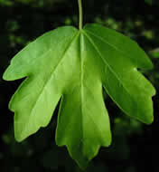 Cliquez sur cette image pour obtenir des informations sur cette plante