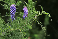 Cliquez sur cette image pour obtenir des informations sur cette plante