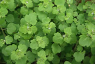 Cliquez sur cette image pour obtenir des informations sur cette plante