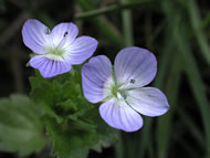 Cliquez sur cette image pour obtenir des informations sur cette plante