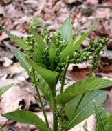 Cliquez sur cette image pour obtenir des informations sur cette plante
