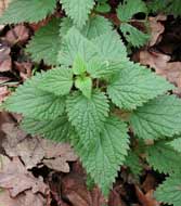 Cliquez sur cette image pour obtenir des informations sur cette plante