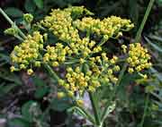 Cliquez sur cette image pour obtenir des informations sur cette plante