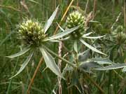 Cliquez sur cette image pour obtenir des informations sur cette plante