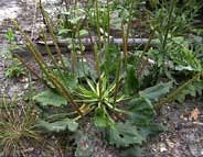Cliquez sur cette image pour obtenir des informations sur cette plante