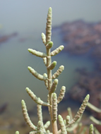 Cliquez sur cette image pour obtenir des informations sur cette plante