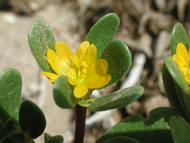 Cliquez sur cette image pour obtenir des informations sur cette plante