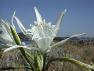 Cliquez sur cette image pour obtenir des informations sur cette plante