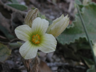 Cliquez sur cette image pour obtenir des informations sur cette plante