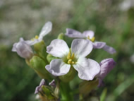Cliquez sur cette image pour obtenir des informations sur cette plante