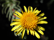 Cliquez sur cette image pour obtenir des informations sur cette plante