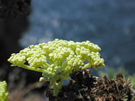 Cliquez sur cette image pour obtenir des informations sur cette plante