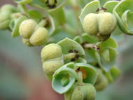 Cliquez sur cette image pour obtenir des informations sur cette plante