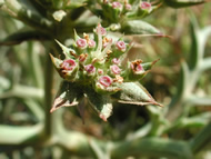 Cliquez sur cette image pour obtenir des informations sur cette plante