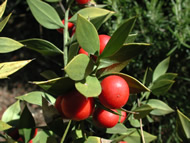 Cliquez sur cette image pour obtenir des informations sur cette plante