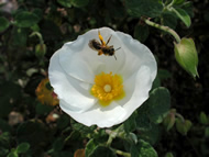 Cliquez sur cette image pour obtenir des informations sur cette plante