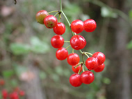 Cliquez sur cette image pour obtenir des informations sur cette plante