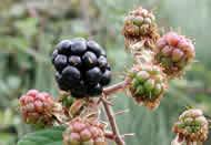 Cliquez sur cette image pour obtenir des informations sur cette plante