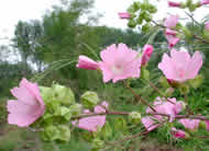 Cliquez sur cette image pour obtenir des informations sur cette plante