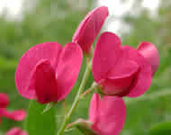Cliquez sur cette image pour obtenir des informations sur cette plante