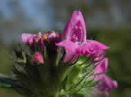 Cliquez sur cette image pour obtenir des informations sur cette plante