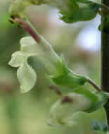 Cliquez sur cette image pour obtenir des informations sur cette plante