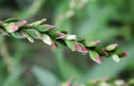 Cliquez sur cette image pour obtenir des informations sur cette plante