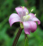 Cliquez sur cette image pour obtenir des informations sur cette plante