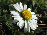 Cliquez sur cette image pour obtenir des informations sur cette plante