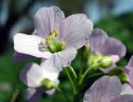 Cliquez sur cette image pour obtenir des informations sur cette plante