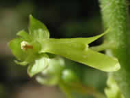 Cliquez sur cette image pour obtenir des informations sur cette plante