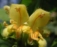 Cliquez sur cette image pour obtenir des informations sur cette plante