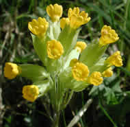 Cliquez sur cette image pour obtenir des informations sur cette plante