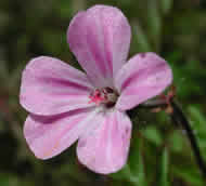 Cliquez sur cette image pour obtenir des informations sur cette plante