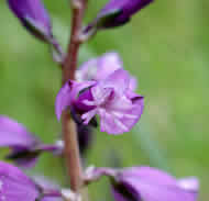 Cliquez sur cette image pour obtenir des informations sur cette plante