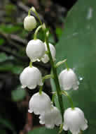 Cliquez sur cette image pour obtenir des informations sur cette plante
