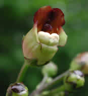 Cliquez sur cette image pour obtenir des informations sur cette plante
