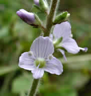 Cliquez sur cette image pour obtenir des informations sur cette plante