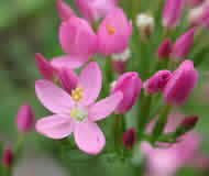 Cliquez sur cette image pour obtenir des informations sur cette plante
