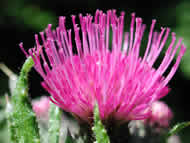 Cliquez sur cette image pour obtenir des informations sur cette plante