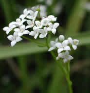 Cliquez sur cette image pour obtenir des informations sur cette plante