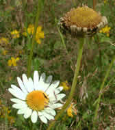 Cliquez sur cette image pour obtenir des informations sur cette plante