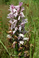 Cliquez sur cette image pour obtenir des informations sur cette plante