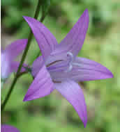 Cliquez sur cette image pour obtenir des informations sur cette plante